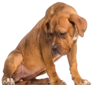 cachorro olhando para baixo