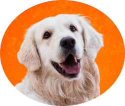 cachorro